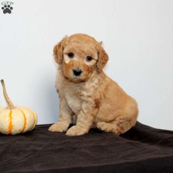 Cleopatra, Mini Goldendoodle Puppy